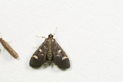 Herpetogramma luctuosalis