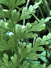 Asplenium wilfordii