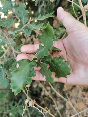 Quercus ithaburensis