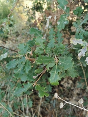 Quercus ithaburensis