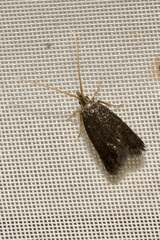 Lecithocera nigrana