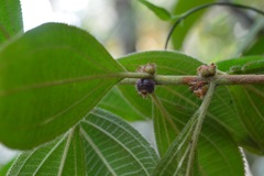 Miconia sericea