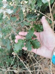 Quercus ithaburensis