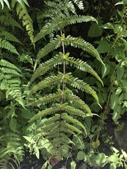 Pseudophegopteris hirtirachis