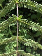 Pseudophegopteris hirtirachis
