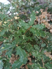 Quercus ithaburensis