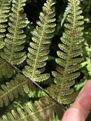 Pseudophegopteris hirtirachis