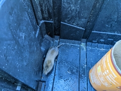 Microtus pennsylvanicus breweri