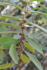 Miconia sericea