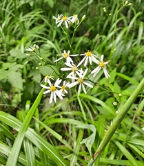 Aster scaber
