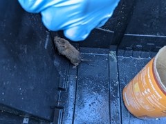 Microtus pennsylvanicus breweri