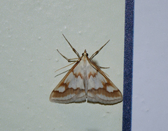 Ephelis cruentalis