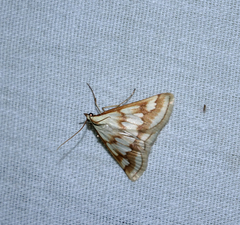 Ephelis cruentalis