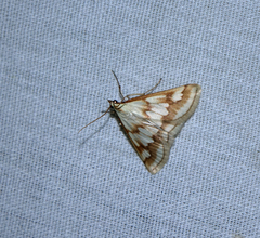 Ephelis cruentalis
