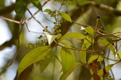 Miconia galeottii