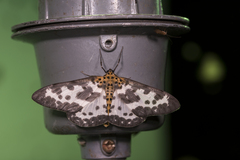 Percnia longitermen