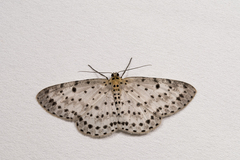 Percnia suffusa