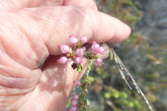 Erica rhopalantha
