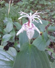 Tricyrtis macropoda
