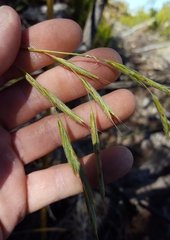 Brachypodium flexum