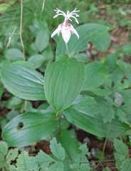 Tricyrtis macropoda
