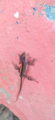 Anolis sagrei