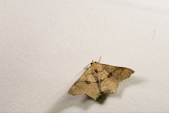 Semiothisops macariata
