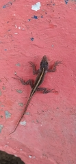 Anolis sagrei