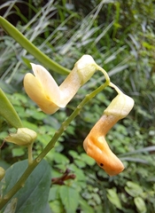 Lathyrus davidii