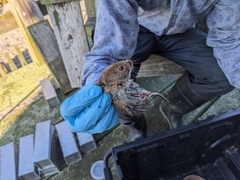 Microtus pennsylvanicus breweri