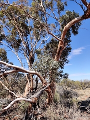 Eucalyptus ecdysiastes