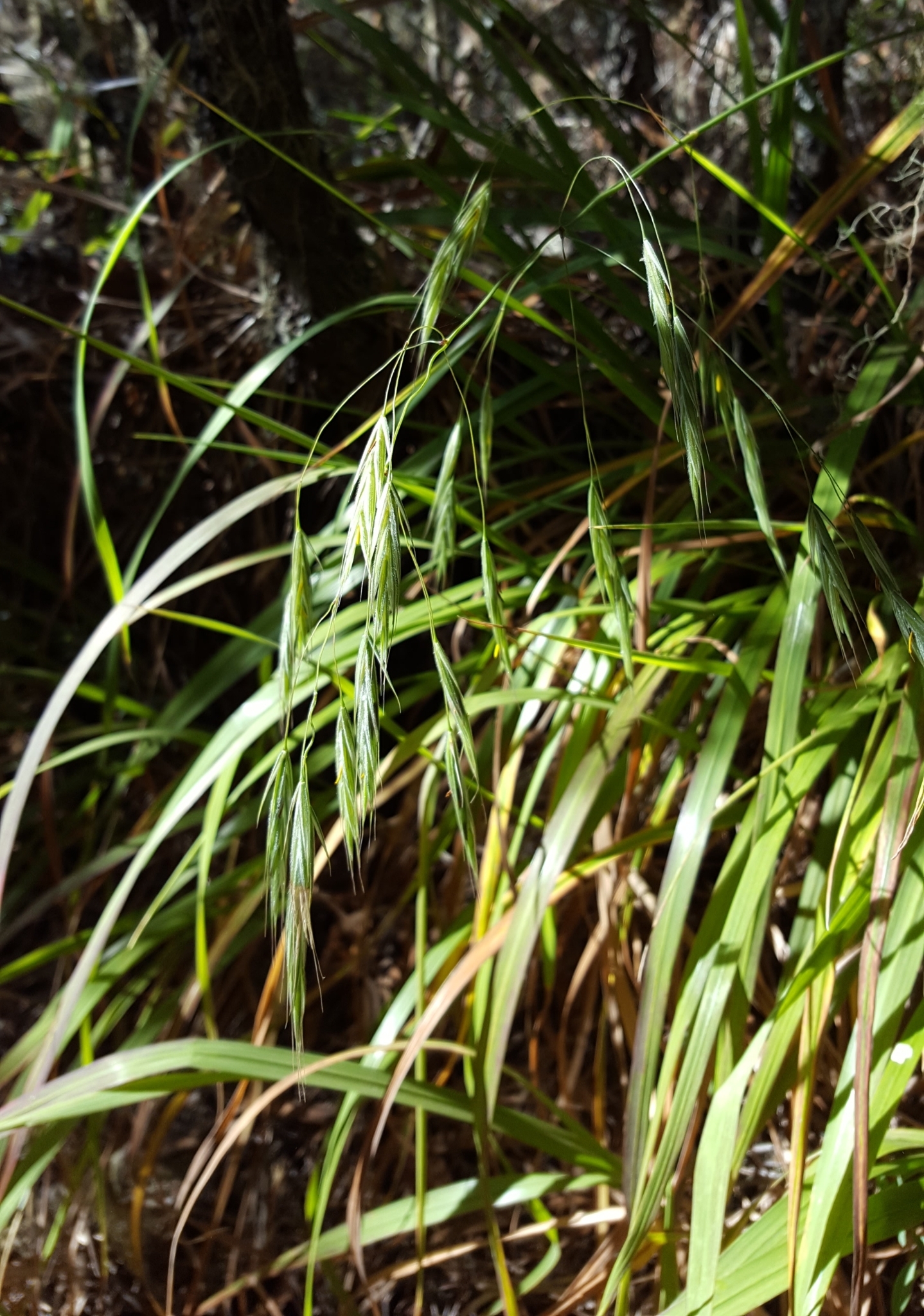 (c) François Rousseu, certains droits réservés (CC BY-NC) https://www.inaturalist.org/observations/131734602