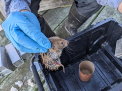 Microtus pennsylvanicus breweri