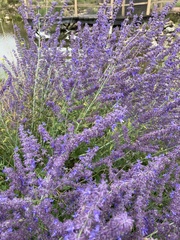 Salvia yangii