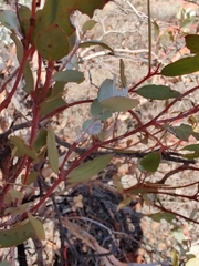 Eucalyptus ecdysiastes