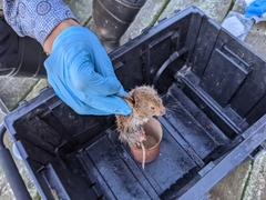 Microtus pennsylvanicus breweri