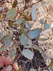 Eucalyptus ecdysiastes