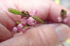 Erica rhopalantha