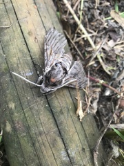 Agrius convolvuli