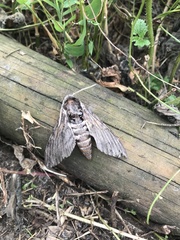 Agrius convolvuli