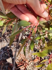 Eucalyptus ecdysiastes