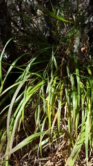 Bromus leptoclados