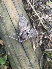 Agrius convolvuli