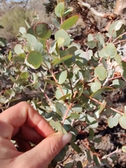 Eucalyptus ecdysiastes