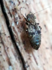 Pteroxanium kelloggi