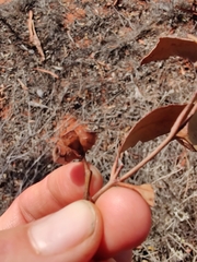 Eucalyptus ecdysiastes