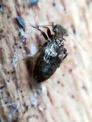 Pteroxanium kelloggi