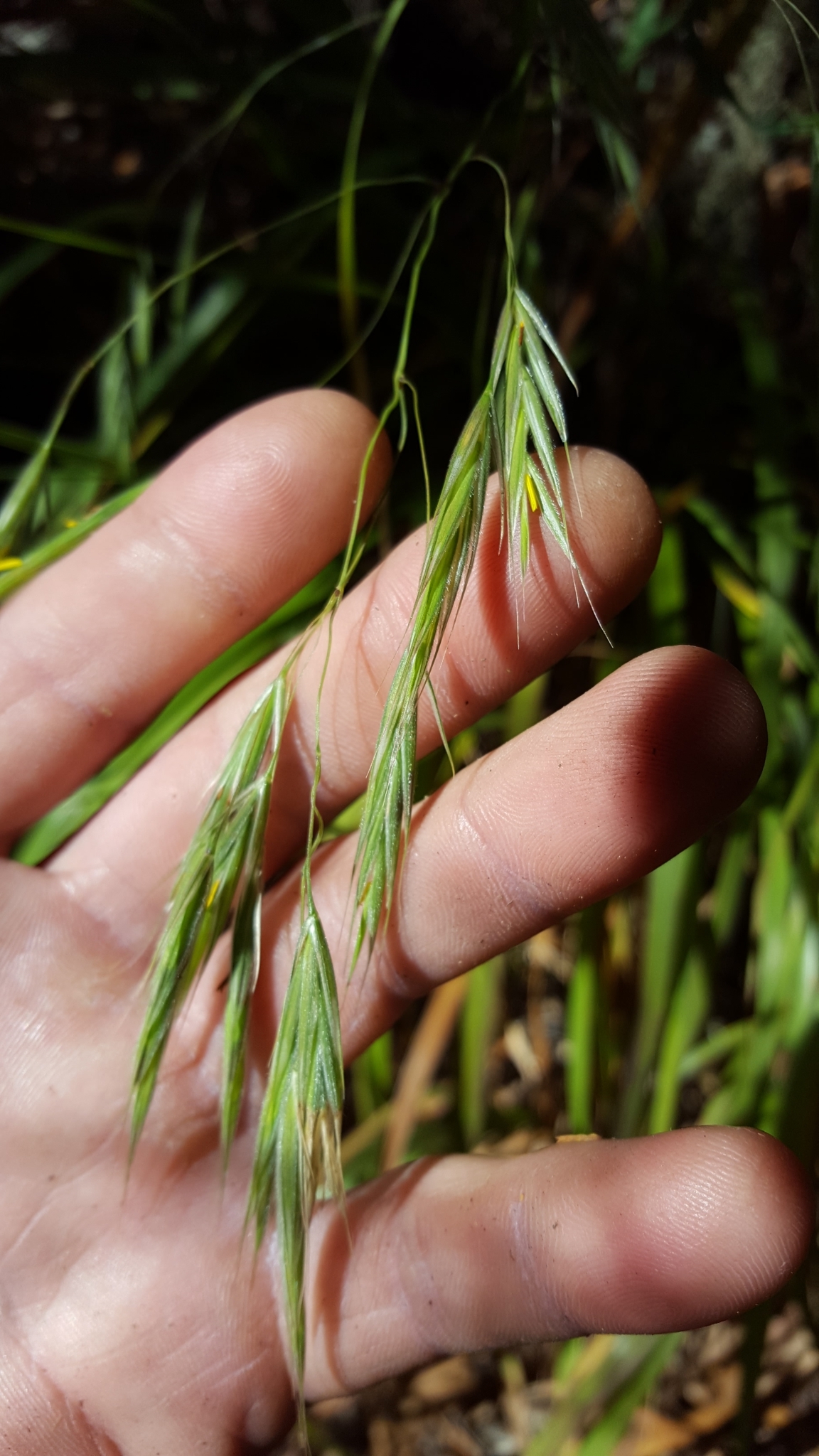 (c) François Rousseu, certains droits réservés (CC BY-NC) https://www.inaturalist.org/observations/131734602