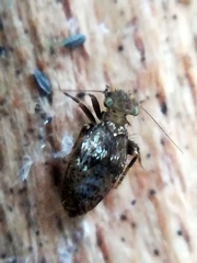 Pteroxanium kelloggi
