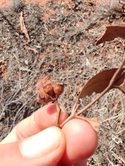 Eucalyptus ecdysiastes
